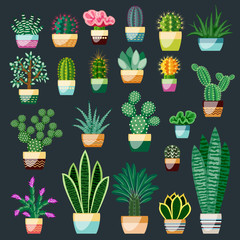 Big set of cacti and succulents in pots.