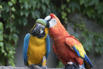 ara ararauna and macaw parrot on its perch