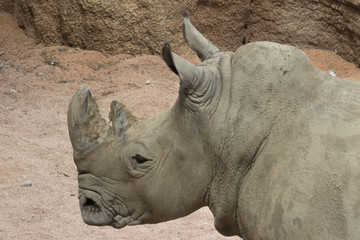Fototapeta premium rhino in the jungle
