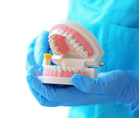 Fototapeta na wymiar Female dentist cleaning dental jaw model with toothbrush