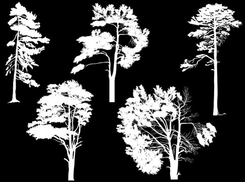 five pine silhouettes isolated on black