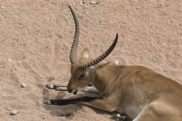 antelope in the savannah