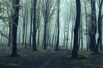 Spooky trail in dark foggy forest