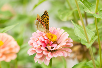 Perlamutrovka butterfly collects nectar on a flower