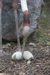 antigone crane bird with egg