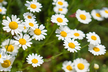 Obraz premium daisy field