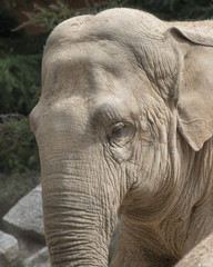 Fototapeta premium elephant