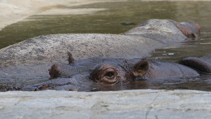 african hippopotamus