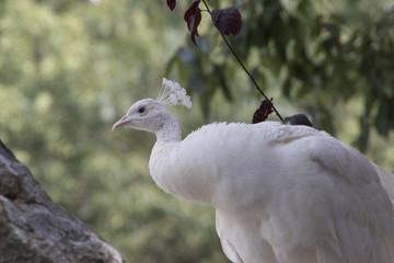 Fototapeta premium white peacock in the farm
