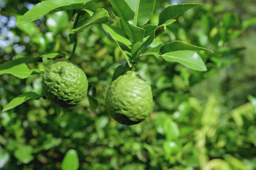 bergamot