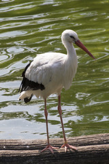 white stork