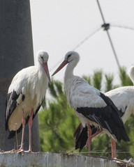 white stork