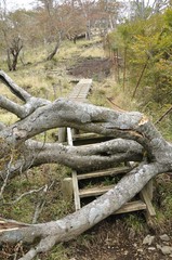 倒木で塞がれた道