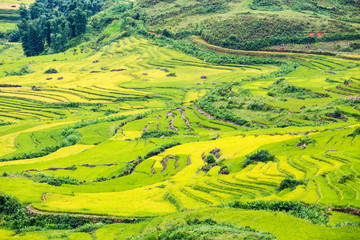 Beautiful terraced rice fields in Vietnam