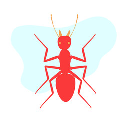 Army Ant