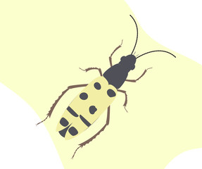Spotted Totengraber Insect