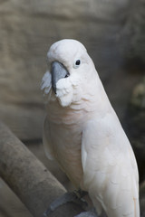 cacatua parrot on its perch