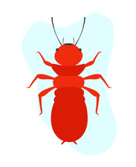 Termite Insect