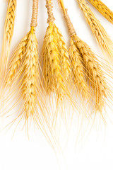Spikelets yellow wheat on  white background