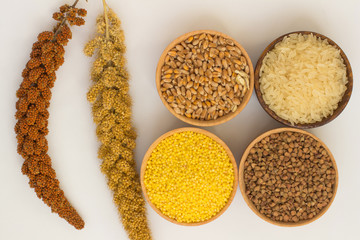 The branches of yellow and red switch grass, rice, millet