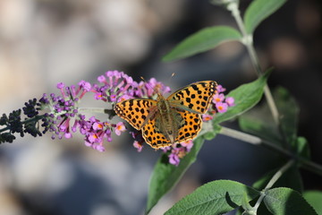 Kleiner Perlmutterfalter Schmetterling