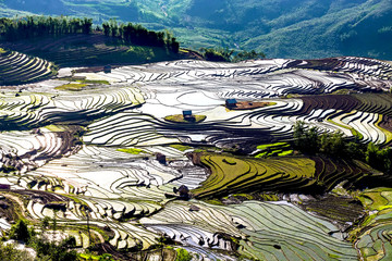 Beautiful terraced rice fields in Vietnam