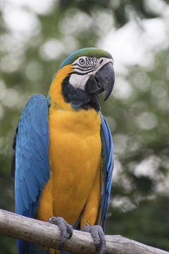 ara ararauna parrot on its perch