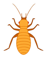 Lice Insect Vector