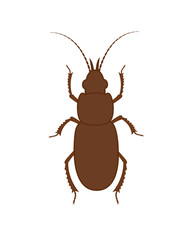 Totengraber Insect Illustration