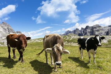 Fototapeta na wymiar Healthy cattle grazing in a meadow in the mountains.