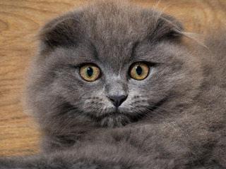 Naklejka na ściany i meble Muzzle magnificent cat. Kitten scared huge yellow eyes