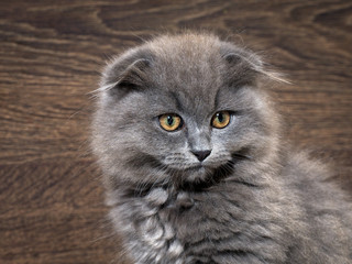 Naklejka na ściany i meble Muzzle magnificent cat. Cat gray, lop-eared, huge yellow eyes