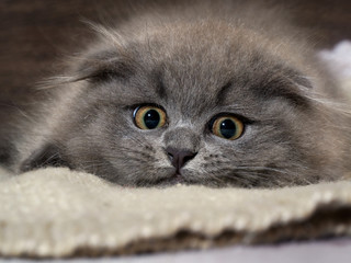 Muzzle magnificent cat. Kitten scared huge yellow eyes