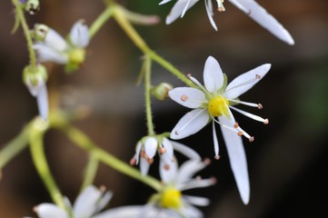 ダイモンジソウ