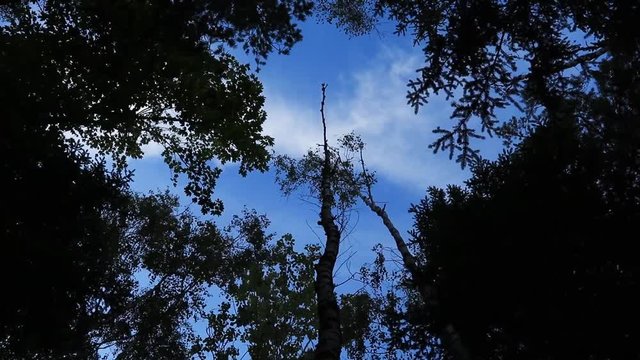 Dark trees and fast moving clouds in time lapse