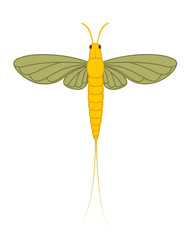 Mayfly Insect Illustration