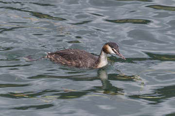 cormorant fly on lake