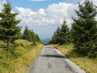 Fototapeta na wymiar Mountain road through young forest in Europe