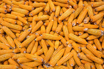 The seed corn