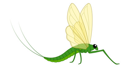Mayfly Vector Insect - 120777136