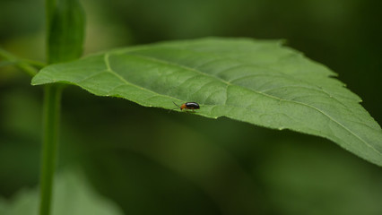Scarab