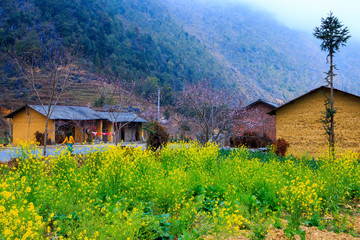 Landscape with peach flowers and old houses in Dong Van ancient street. Dong Van is a karst plateau global geo park of Ha Giang, Vietnam 