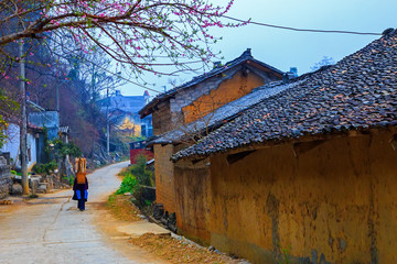 Landscape with peach flowers and old houses in Dong Van ancient street. Dong Van is a karst plateau global geo park of Ha Giang, Vietnam 
