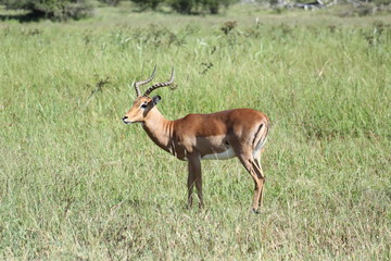 Impala