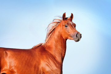 chestnut arabian horse portrait on blue sky background