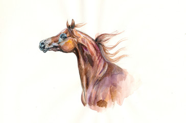 Fototapeta na wymiar chestnut arabian horse watercolor portrait