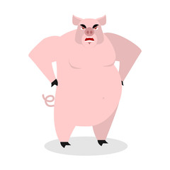 Angry pig. Aggressive wild boar.  big boar. grumpy farm animal.