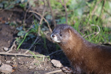 Nerz vor seiner Höhle