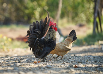 Chicken, Hen, Bantam in the outdoor area, Blurred background