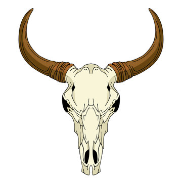 Bull head skull vector illustration side front